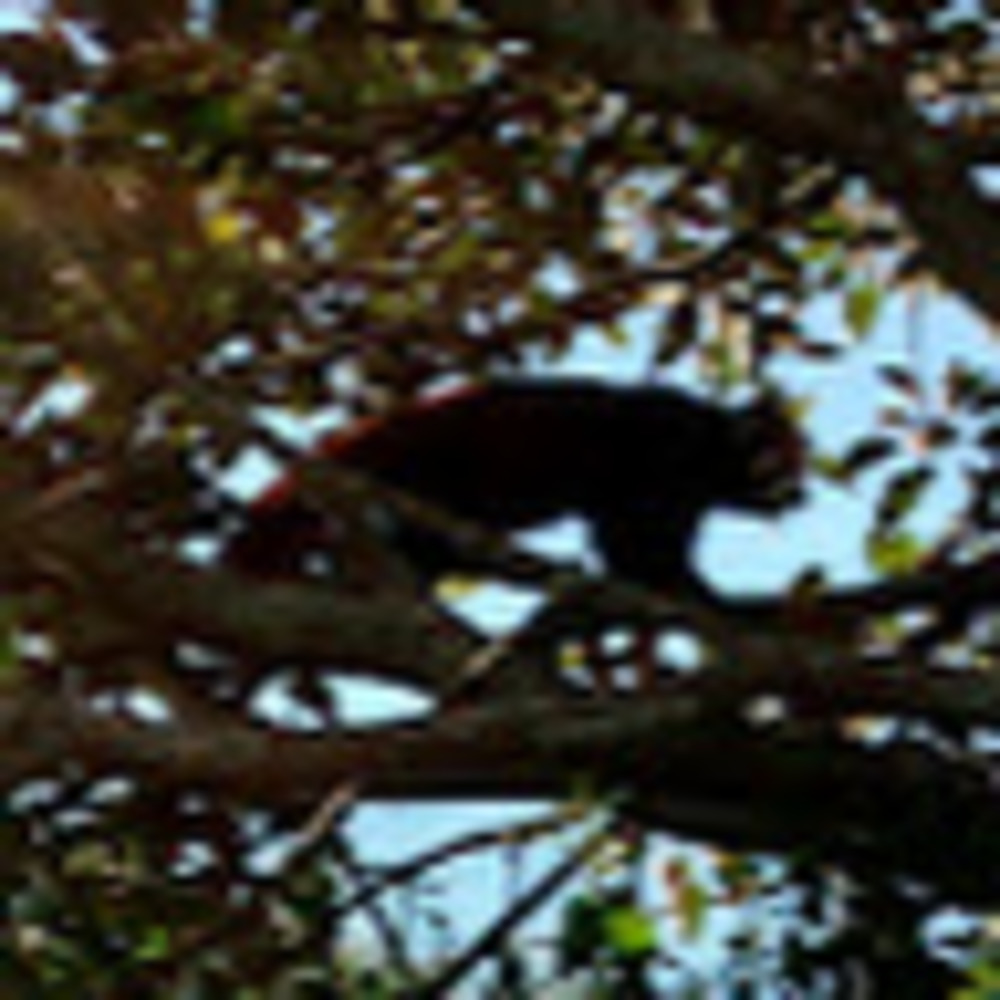 Meet your Posher, Macy